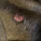 Hot spots on dogs often have a "moist" appearance.