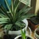 How it's going. Am I a plant whisperer? I think so.