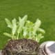 Prepare planting by removing plant from growing container, tease out roots, and place in partially soil-filled pot so top of soil surface is 2-3 inches from rim of pot.