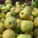 Yummy green apples--wikimedia commons