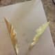 Fold each feather in half.