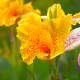 This orange-speckled yellow canna lily is known as the "Golden Lucifer" variety.
