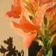 This lily has a pretty peach color.