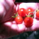 First cherry tomatoes