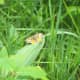 Silvery Checkerspot (Chlosyne nycteis)