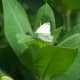 Cabbage White (Pieris rapae) on a milkweed.