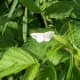 Checkered White (Pontia protodice)