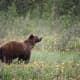 Grizzly