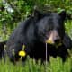 Black Bear
