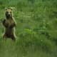 Brown Bears