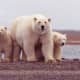 Polar Bears