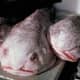 Blobfish