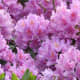 Rhododendron flower in a close-up view.