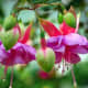 Different varieties and species of fuchsias can be seen in this photo section.