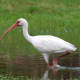 White ibis wading in Tampa Bay