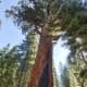The Giant Sequoias of Yosemite