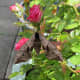 Hawkmoth, asleep on the rose bush - dark upper wings and body