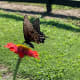 This is the adult butterfly. They are very large, several inches, and just magical to watch fly from flower to flower.