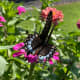 The easily identifiable wing shape is unique to the swallowtail butterflies.