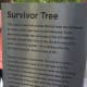 Survivor Tree, 9/11 Memorial, NYC