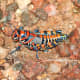 most-stunning-beautiful-insects