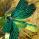 Beautiful Demoiselle