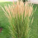 Calamagrostis &quot;Karl Foerster&quot;- reed grass