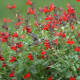 Salvia greggii- autumn sage