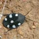 Domino Cockroach