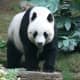 A male giant panda that lives in Ocean Park Hong Kong was a 1999 gift to the Hong Kong Special Administrative Region from the Central People's Government of China.