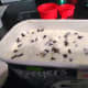 a-look-at-some-mint-chocolate-chip-ice-creams