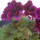 the-different-types-of-geraniums-pelargoniums