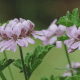 Picture of a rose-scented pelargonium
