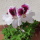 Picture of my regal &quot;geranium&quot;