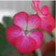My zonal geranium &quot;Picotee&quot;