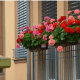 A showy display of zonal geraniums adorning a balcony