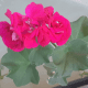 One of my ivy &quot;geraniums&quot;