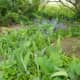 A nice group of bluebells in May 2012. 