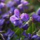 Violets For Lavender