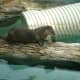 When other animals are still the otters will always be moving around. They have been there so long they will look at you and almost wave.