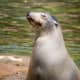 the-best-zoo-in-america