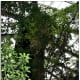 Three stories tall, all the plants have grown and covered the inside