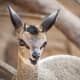 the-best-zoo-in-america