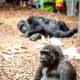 the-best-zoo-in-america
