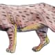 the-african-megafauna