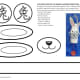 Page 1 of template for Rabbit Cut Paper Lantern 1