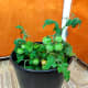 My test tomato plant