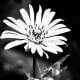 A great black and white.  Color the flower only and leave the background.