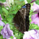Example of a full color picture of a butterfly