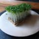 fast-harvesting-vegetables-to-grow-in-the-garden